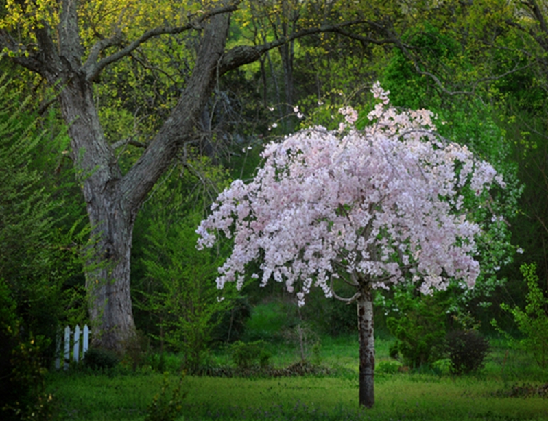 Planting a few small trees makes your property more beautiful and environmentally friendly.